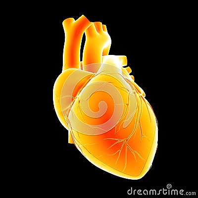 Human Heart anterior view Stock Photo